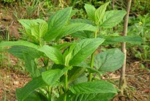 种植专业合作社引领乡村振兴新路径
